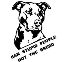 XL american Bully Pitbull Dog