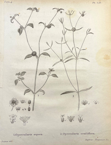Antique botanical engraving - antique,
