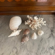 Natural coastal shell coral - shell,