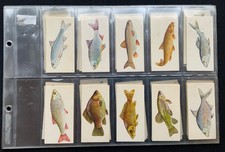 Black Cat Cigarette Cards - Sport Fish