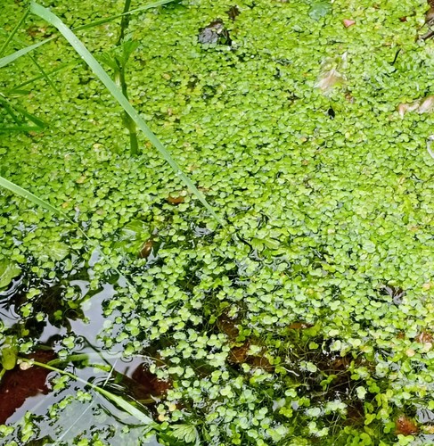 Duckweed pond and aquarium - duckweed, and/or
