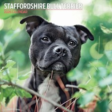 Staffordshire Bull Terrier 2026 Traditional Calendar