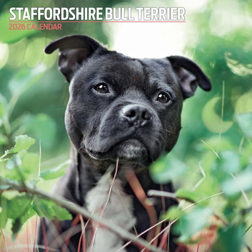 Staffordshire bull terrier - staffordshire,