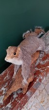 Vintage Taxidermy Squirrel On