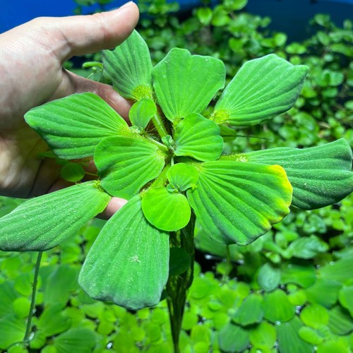 Jumbo giant water lettuce - jumbo/giant,