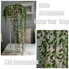 2 rare curio rowleyanus string