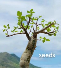 Bursera fagaroides  S eeds