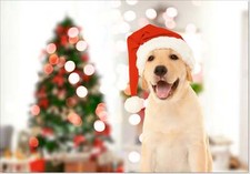 Doodlecards Pack of 10