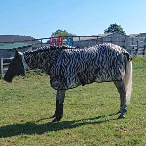 Black white zebra print - zebra,