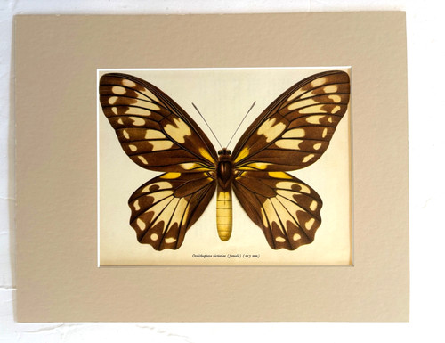 Vintage 1965 butterfly - butterfly, print