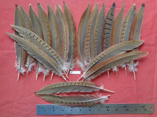 Cock pheasant tail feathers - pheasant,