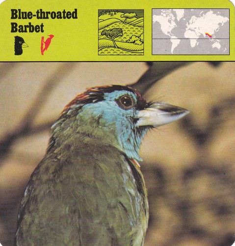 Blue throated barbet - ~, large