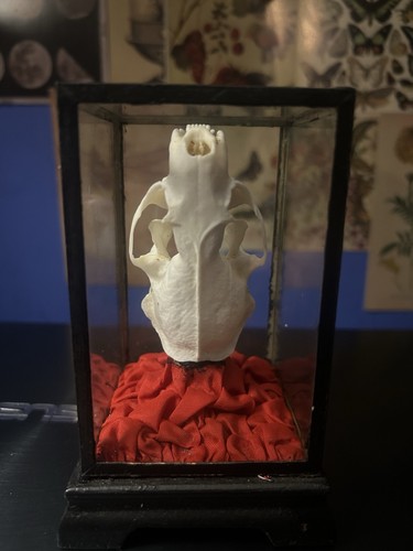 Taxidermy mink skull - mink, glass