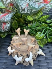 3 x Fossil Otodus Shark Tooth