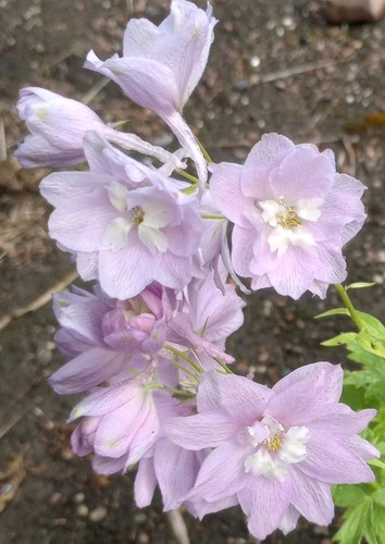 Delphinium dwarf cherry - delphinium,