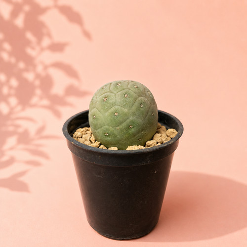 Tephrocactus geometricus