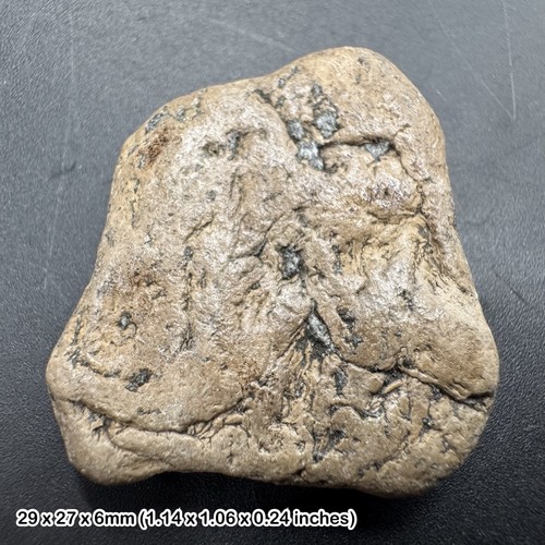 Ichthyosaur coprolite fossil - ichthyosaur,
