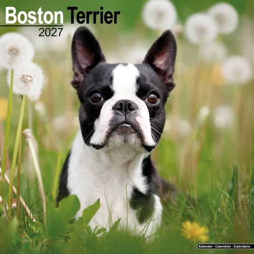 Boston terrier 2027 calendar - calendar, |