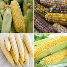 Sweetcorn Seeds - Huge Selection of Varieties
