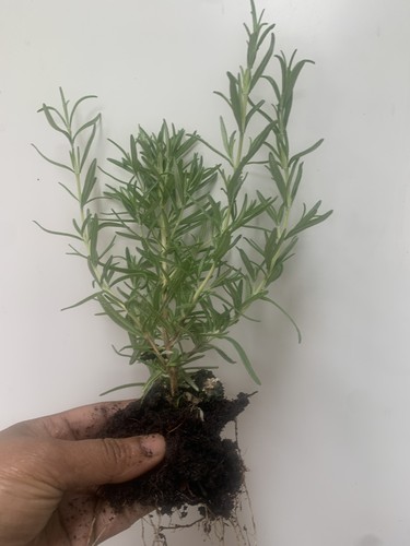 Rosemary plant rosmarinus - plant,