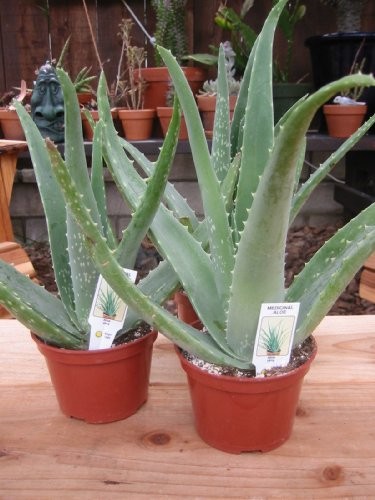 Aloe vera miracle - aloe,
