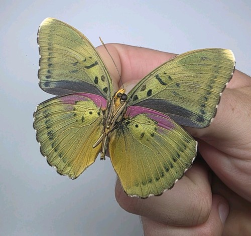 Euphaedra xypete set - xypete.,