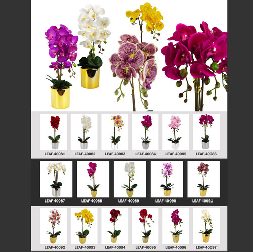 Orchids plants flowers - orchids,