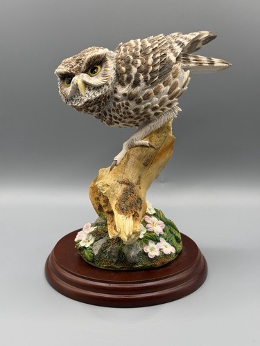 Border fine arts little owl - border, "little