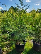 Leylandii Hedging Plants Trees 50L 5ft Plus Amazing Quality CLEARANCE Price