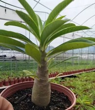 Dia 2.5cm Pachypodium decaryi