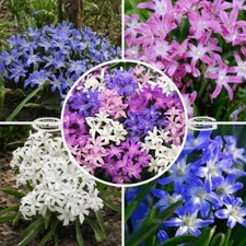 Chionodoxa blue giant pink - blue,
