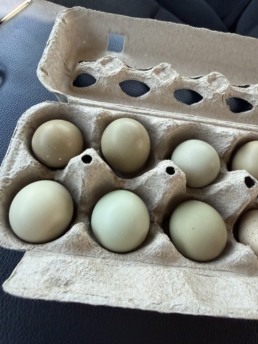 Mellanistic pheasant eggs 12 - mellanistic, (12