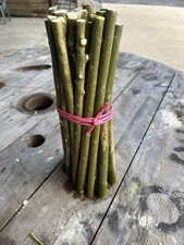 Super Willow Fast Growing
