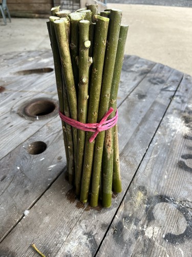 Super willow fast growing - willow,