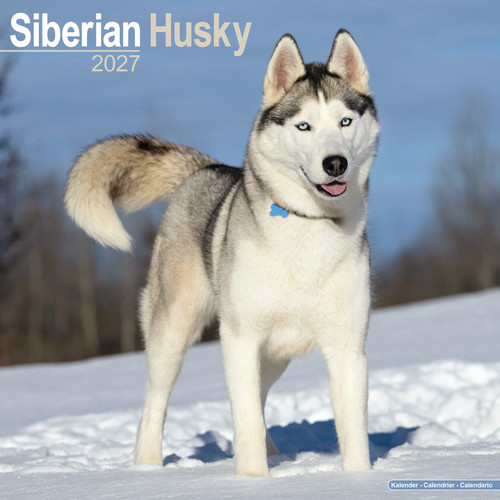 Siberian husky 2027 calendar - siberian, |