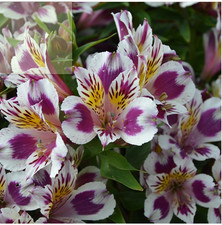 Alstroemeria Inca 'Magic' 2