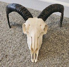 Ram Skull with horns taxidermy