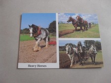 POSTCARD - HORSE - CLYDESDALE - SUFFOLK PUNCH - SHIRE - HORSES - ANIMALS