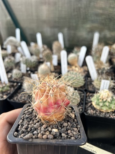 Variegated ferocactus - variegated,