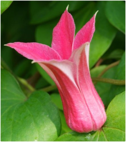 Clematis texensis princess - texensis, 'princess