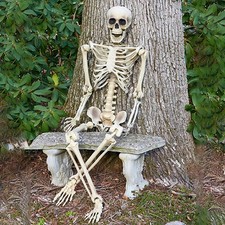 Human skeleton full life - skeleton,