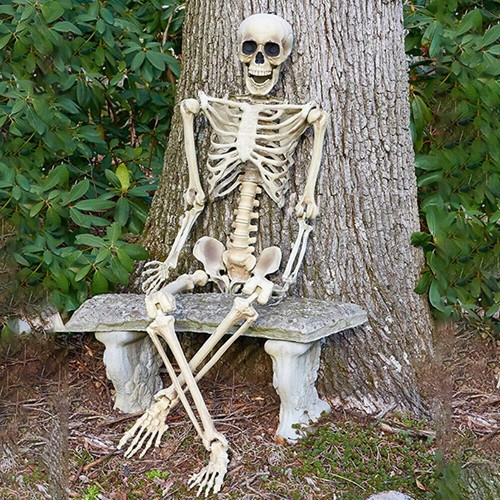 Human skeleton full life - skeleton, size