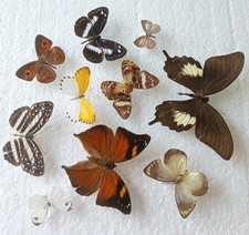 Butterfly Collection Set x10