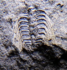 VERY RARE Tiny Juvenile BRITISH Spiny SELENOPELTIS TRILOBITE Remains Shropshire