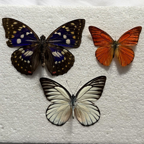 Entomology butterfly specimen - entomology,