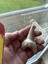 The Best Otodus Obliquus