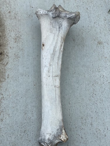 Big cow bone - -, 13”