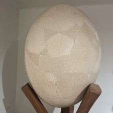 Reconstructed Elephant Bird