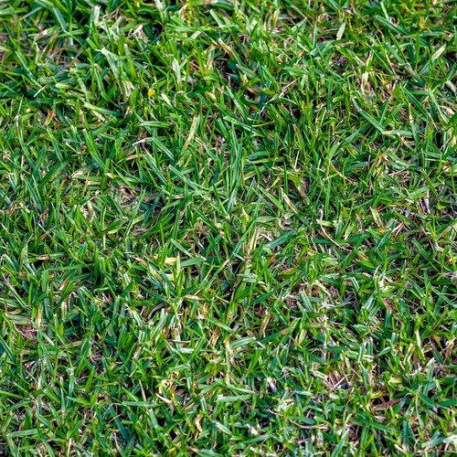 Buffalo grass native - 1, lb