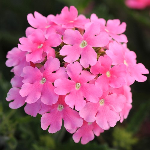 Verbena quartz pink - quartz,